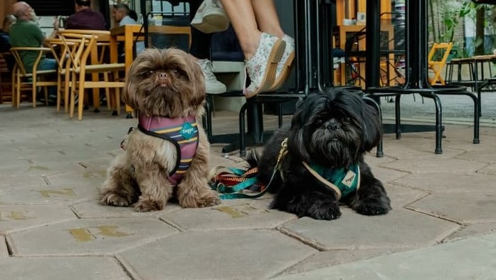  Conheça 12 lugares para comer bem e curtir com seu pet em São Paulo